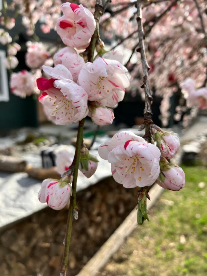 Julian'S English Homestay And Pension Fujimi Екстериор снимка
